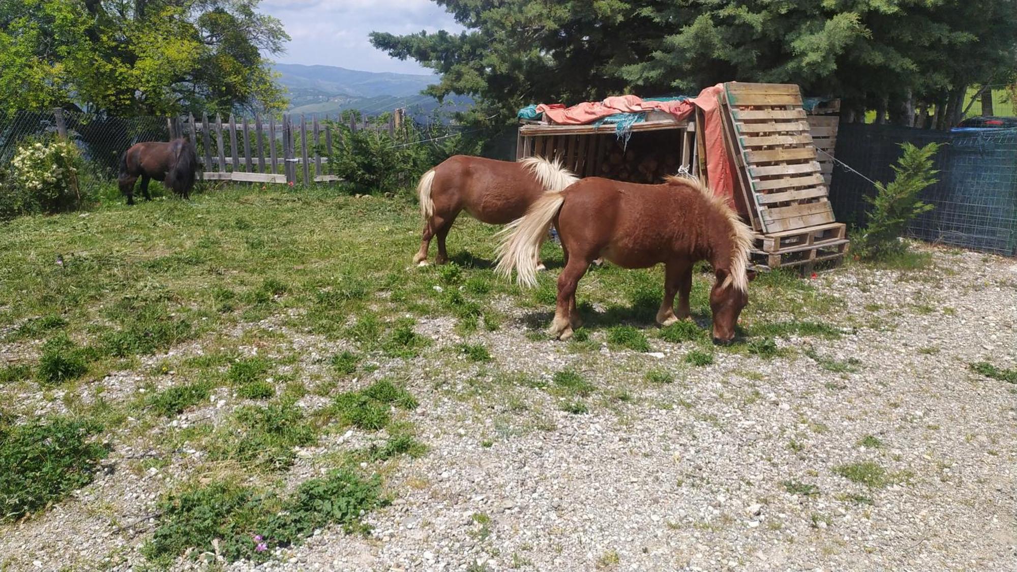 Agribnb Casa Furnaredda Bed and Breakfast Laurenzana Esterno foto